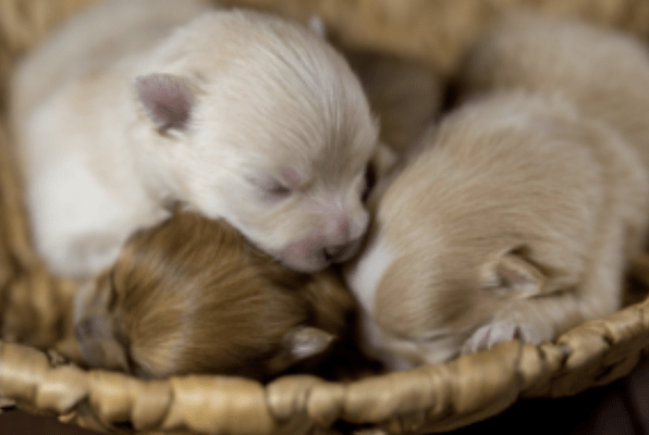 New Powers To Tackle Cruel Puppy Smuggling Move Step Closer