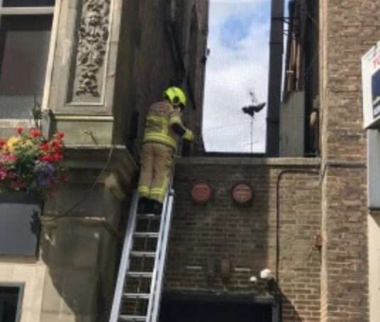 A Gull Has Been Rescued After Getting Stuck In Netting Between A Greggs, A Gym And A Cocktail Bar In Cardiff