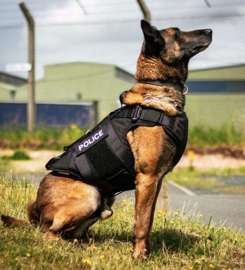 Staffordshire Police Has Become One Of The First Forces In The Uk, And The First In The West Midlands Region, To Roll-out Body Armour For Its Police Dogs