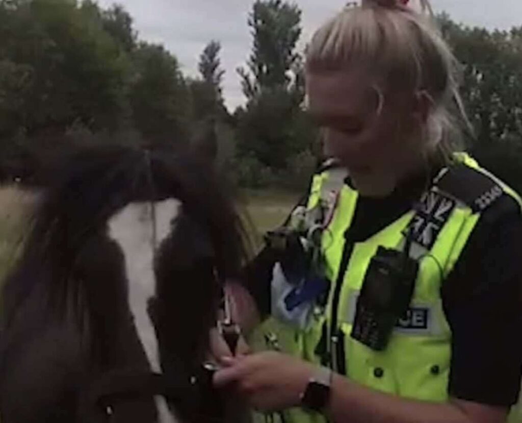 Loose Horse Is Neigh Trouble For Caring Pc