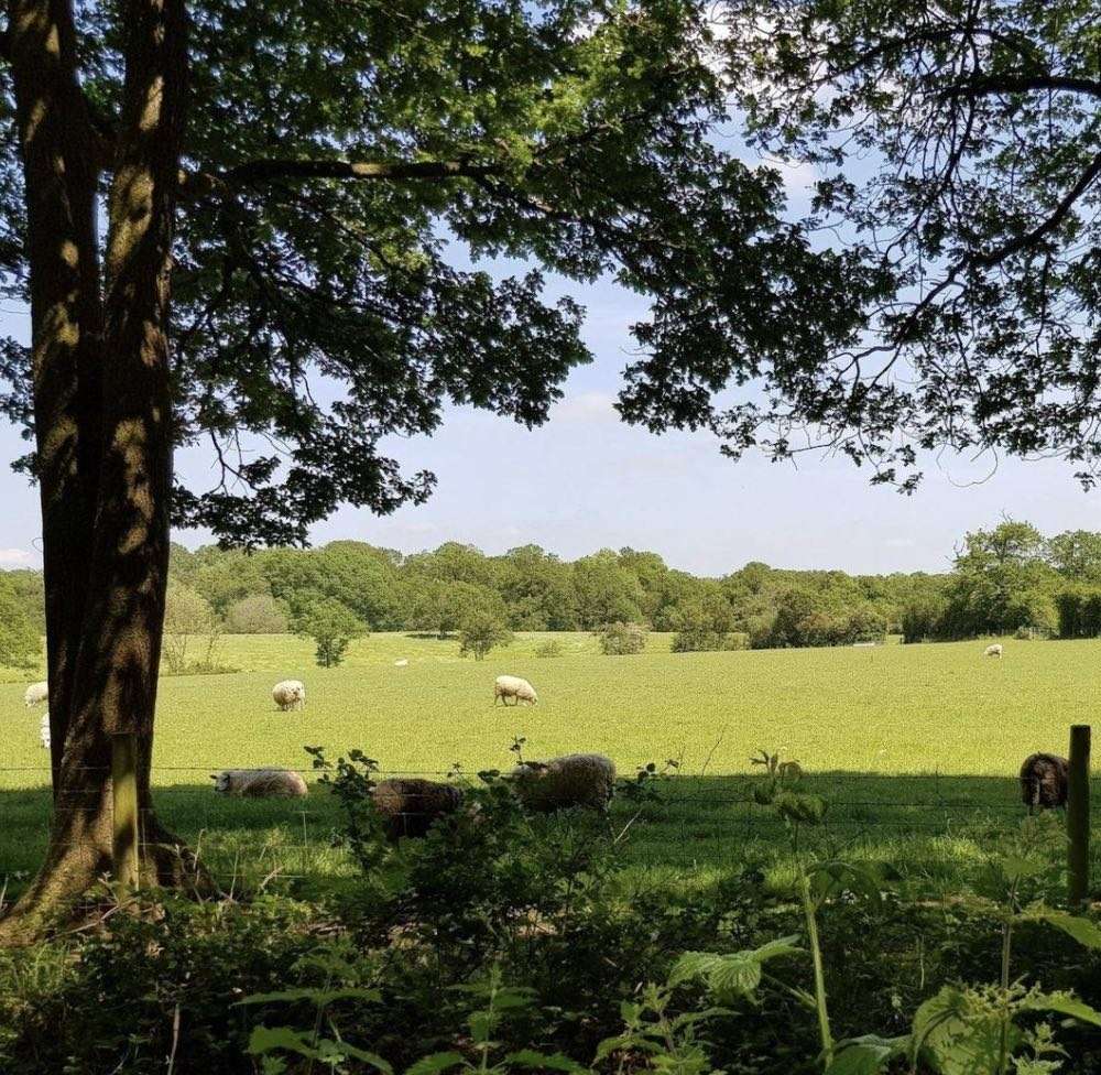 Police Are Warning Dog Owners To Control Their Pets Near Livestock After A Lamb Was Killed In A Field In Eastbourne