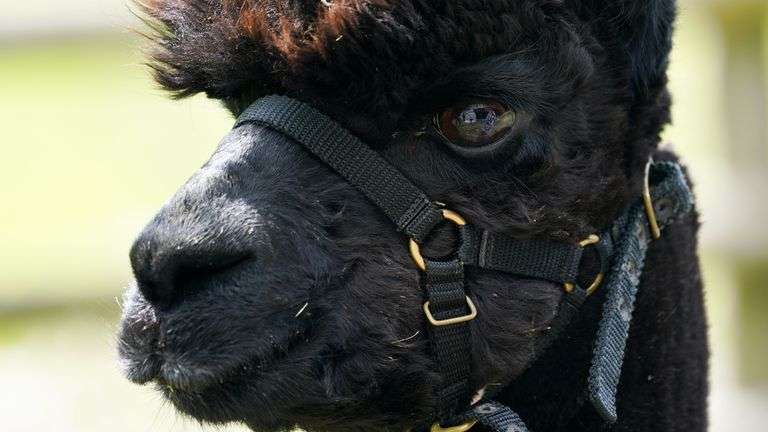 Geronimo The Alpaca Killed By Government Vets In Order To "prevent Spread Of Disease"