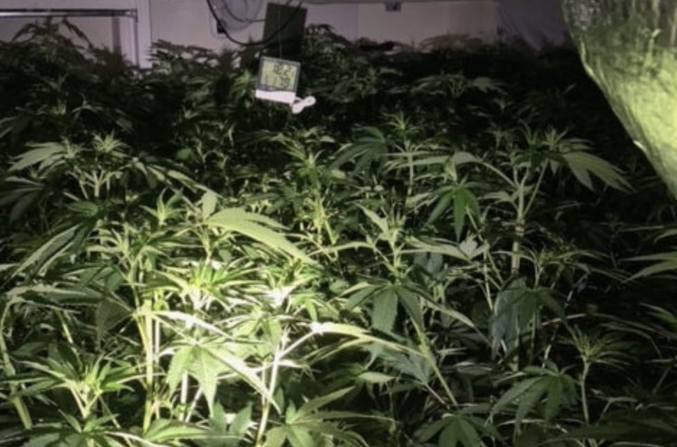 A Cultivation In #ramsgate Containing More Than 200 Plants Has Been Uncovered By Our Officers