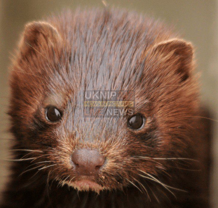Met Police Formally Say Sorry After Undercover Officer Let Out Mink From Crow Farm In Ringwood