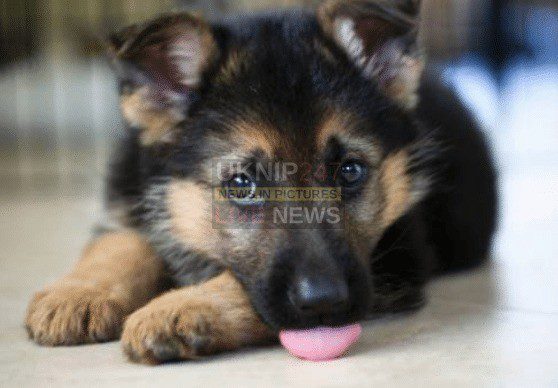 Portchester Dog Charity Wins £5k Awards