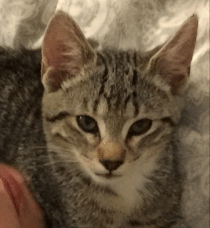 Have you found  the Cat killed by  Hampshire Police  …?