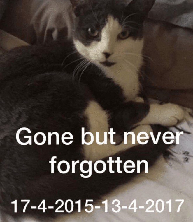 £1000  Reward Offered After Two-year -old Cat  Poisioned