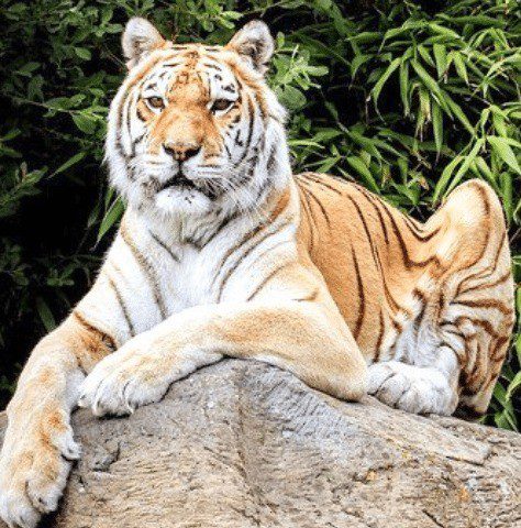 Isle Of Wight Zoo In Mourning After Passing Of Big Cat Zia