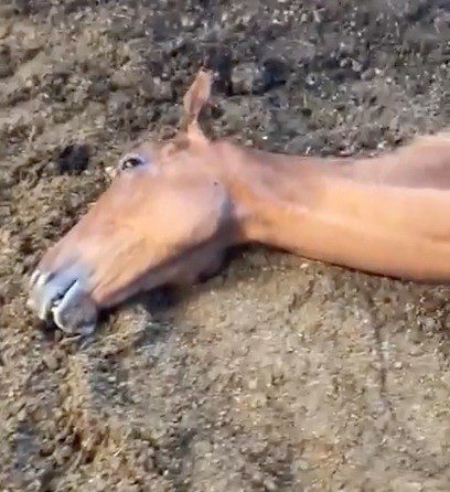 Shocking Footage  appears of a horse neglected and  belonging  to  Annette Nally