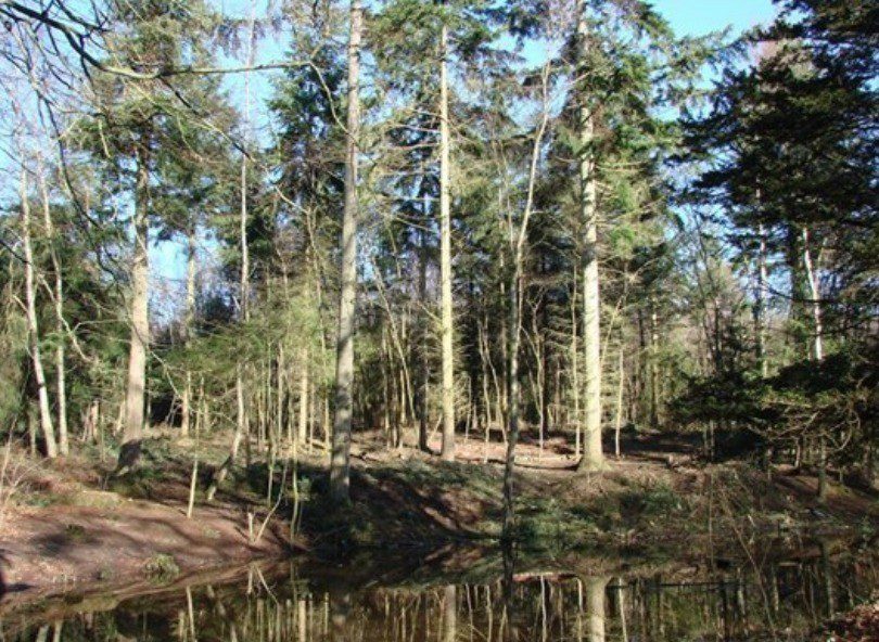 Probe Launched  After   Exposing Himself In Hargate Woods In Tunbridge Wells