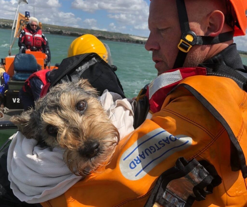 Dog Rescued after becoming stranded on an island in the middle of Portsmouth Harbour