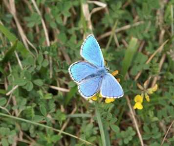 Fancy a bit of butterfly spotting on Tennyson Down