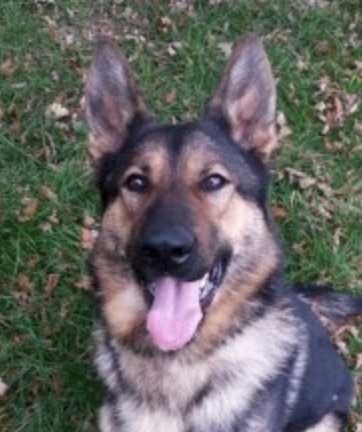 Police Dog Punched During Arrest In Hayes