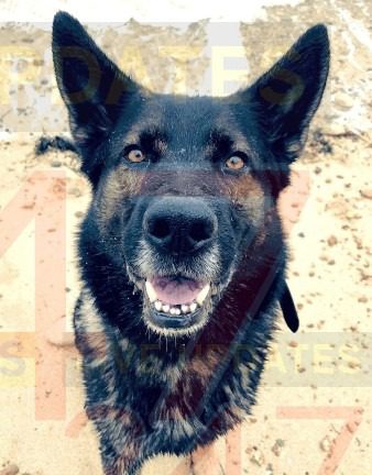 Tooled Up Police Officers With Battering Ram And Hoodlum Bar Raid Shanklin  Property Making Two Arrests