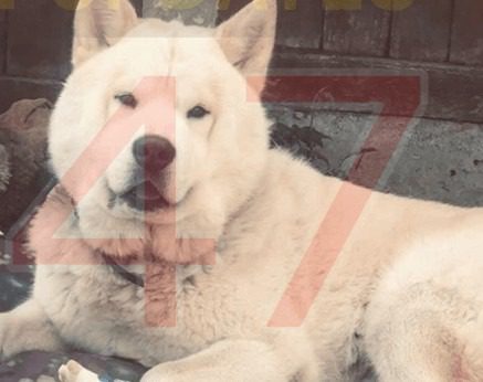 “Words can’t explain what We feeling right now” Have you seen Bear