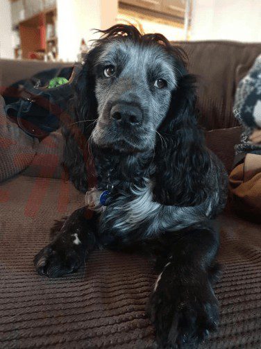 Search for missing Cocker Spaniel after he jumps from moving car in Chandlers Ford