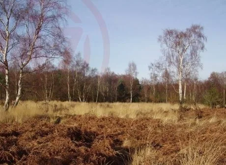 Teenage aged girl abused on Yateley Common