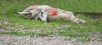 Rural Crime Investigators Are Appealing For Information After Two Sheep Were Killed In A Field Near Sittingbourne