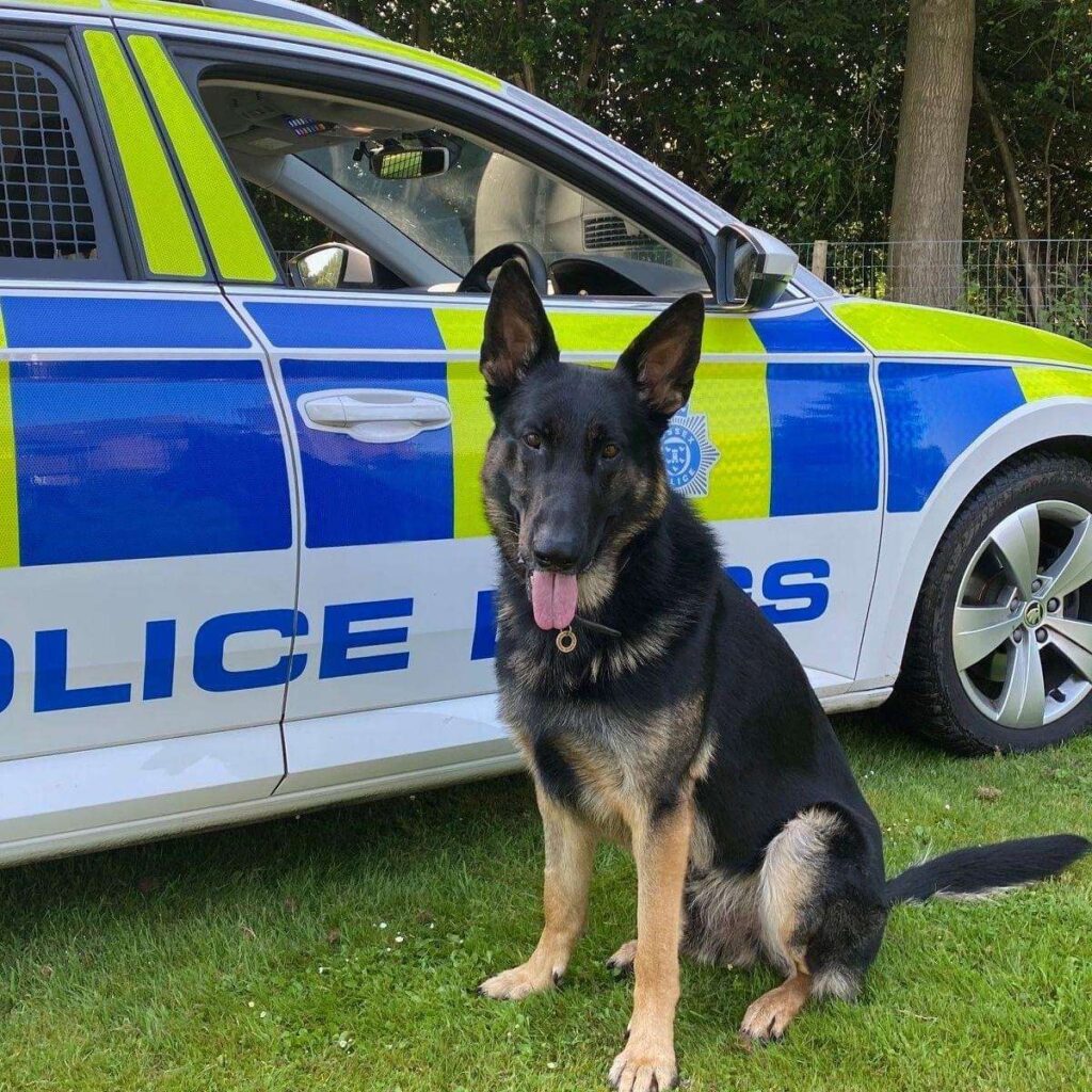 A Suspect Was Arrested Thanks To The Work Of A Trusty Police Dog In Southwater Near Horsham