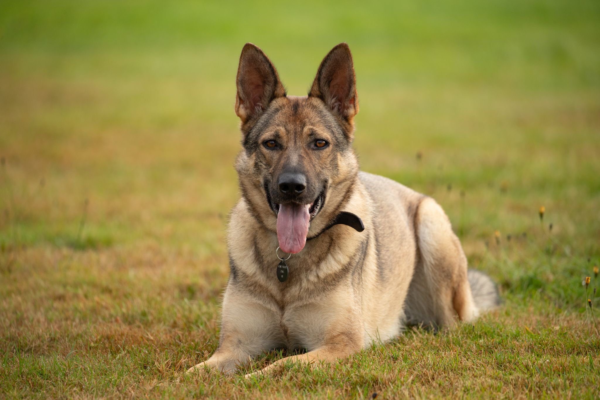 Man In Custody After Gravesend Dog Chase