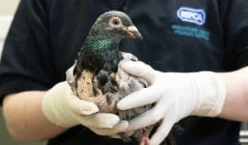 The Mayflower Park In Southampton Was Closed By Police This Morning After A Number Of Pigeons Were Found Dead Following Suspected Ingestion Of Poison.