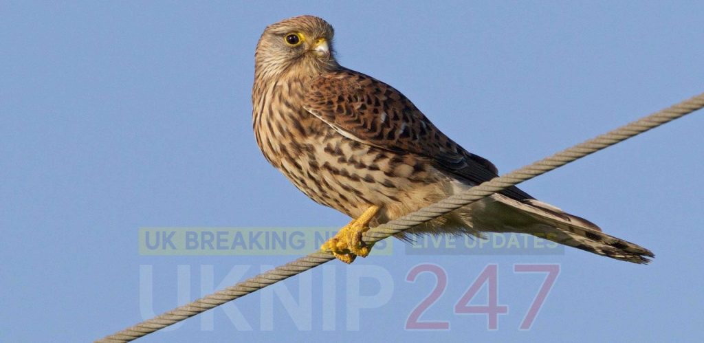 Charges For A Suspected Bird Thief From Snodland