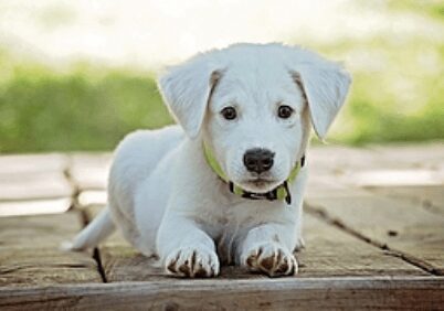 Lucy's Law Brought In Tackle  High Volume Supply Of Puppies And Kittens