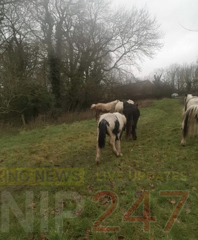 Fly grazing is rife in Portsmouth