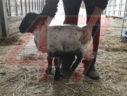 Fifty Lambs Stolen In Overnight Farm Raid