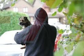 Dog thieves spotted on Hampshire street