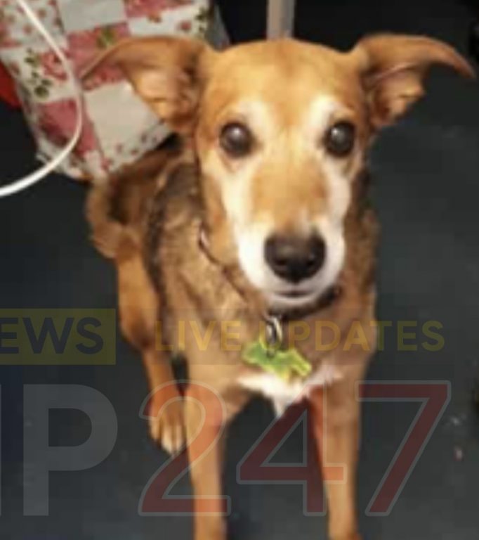 Appeal to help reunite man with his best friend