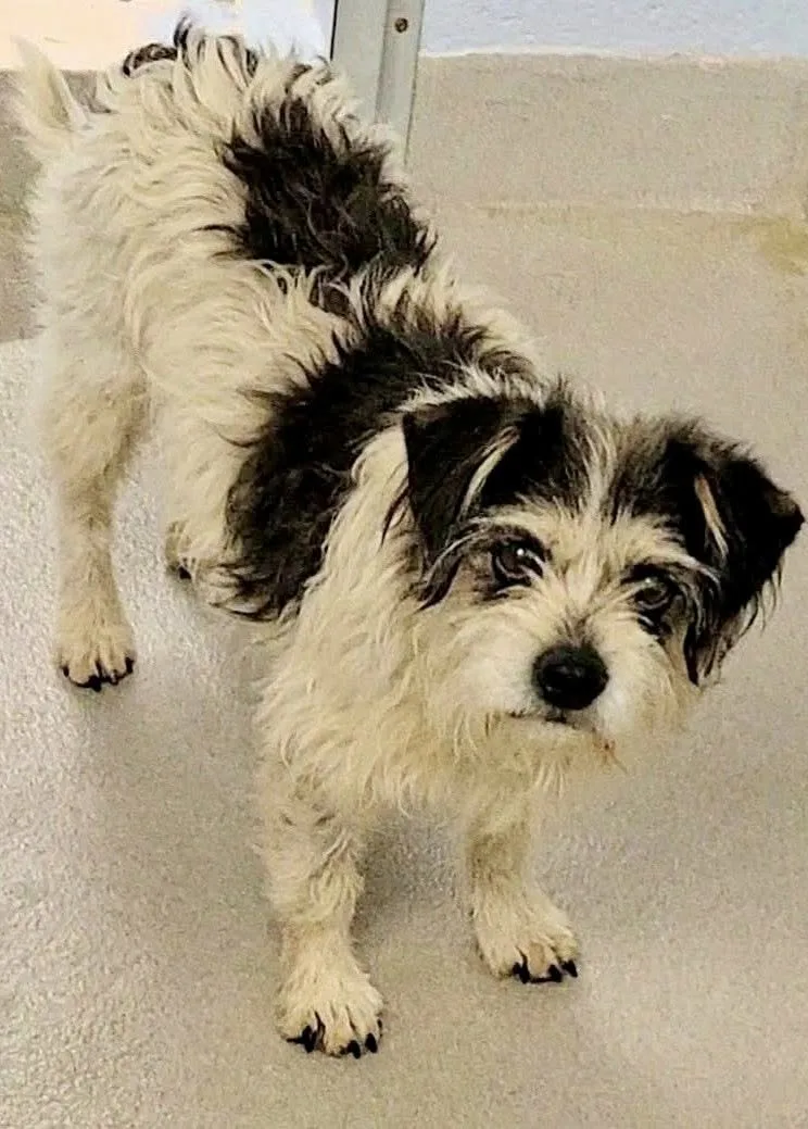 Construction Crew’s Makeshift Shelter Saves Stray Terrier from Freezing Death