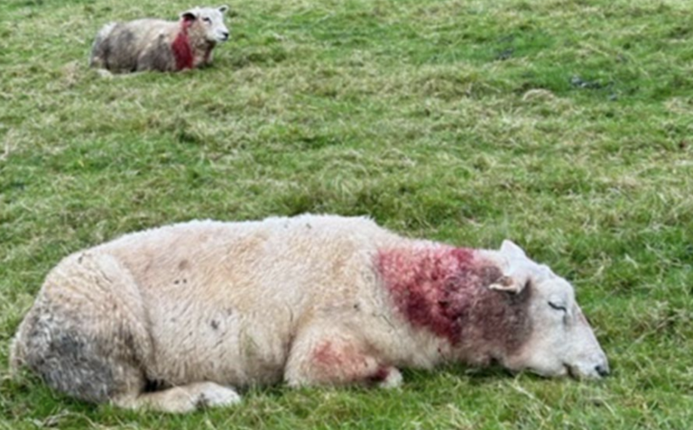 Pregnant Sheep Brutally Mauled in Shocking Dog Attack – Police Hunt Suspect