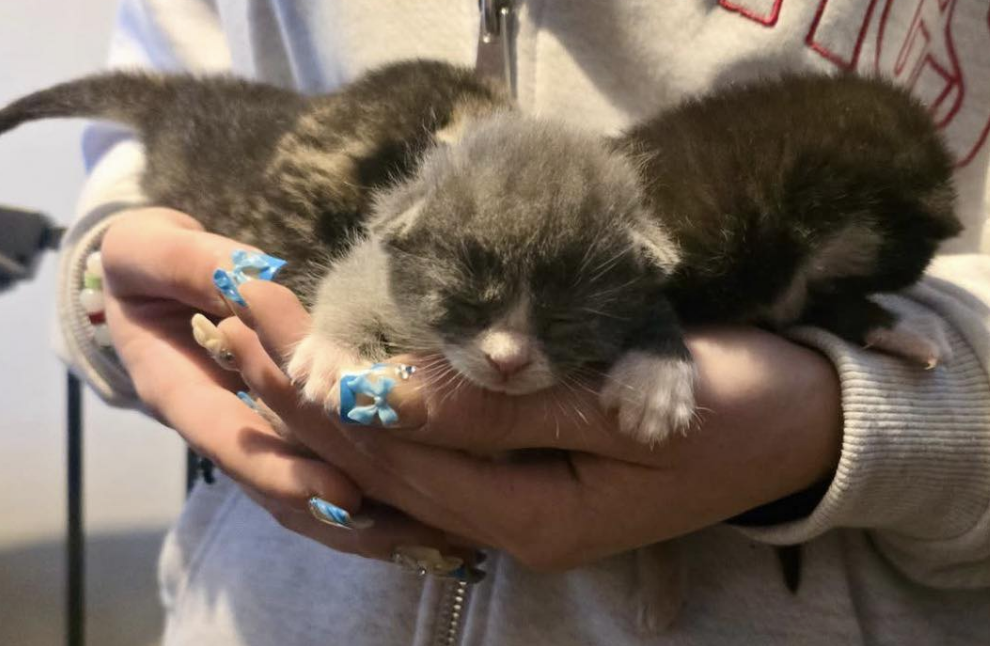 Kittens Rescued from Narrow Escape in West Bromwich Home