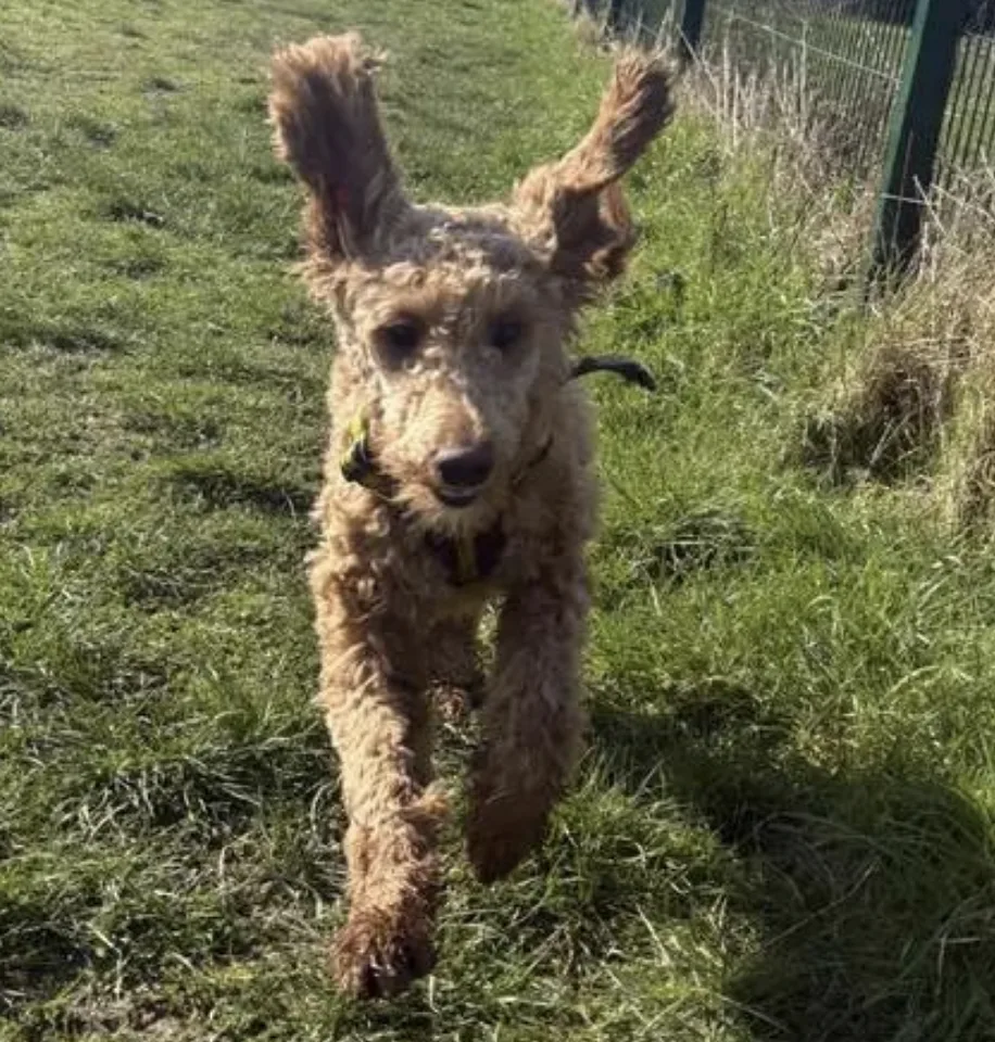 Half of Horror Breeder’s Dogs Rehomed After Shocking Rescue