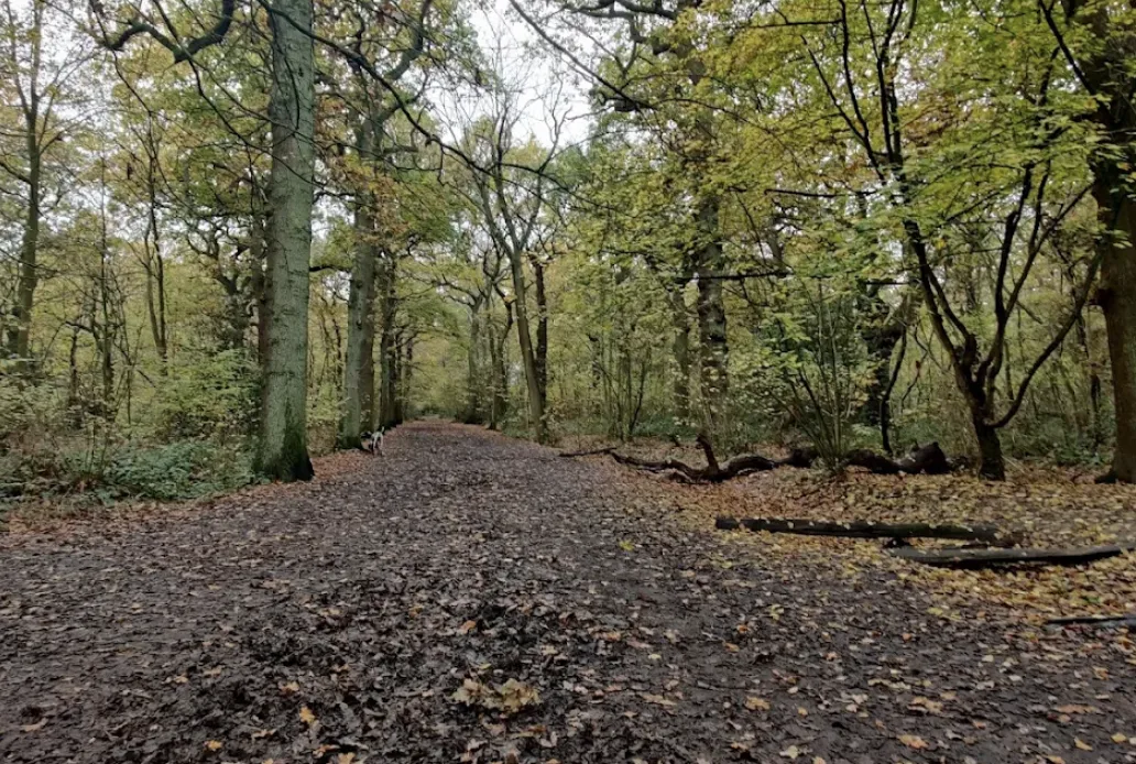 Masked Pervert Fined After Shocking Sex Act in Oxleas Woods