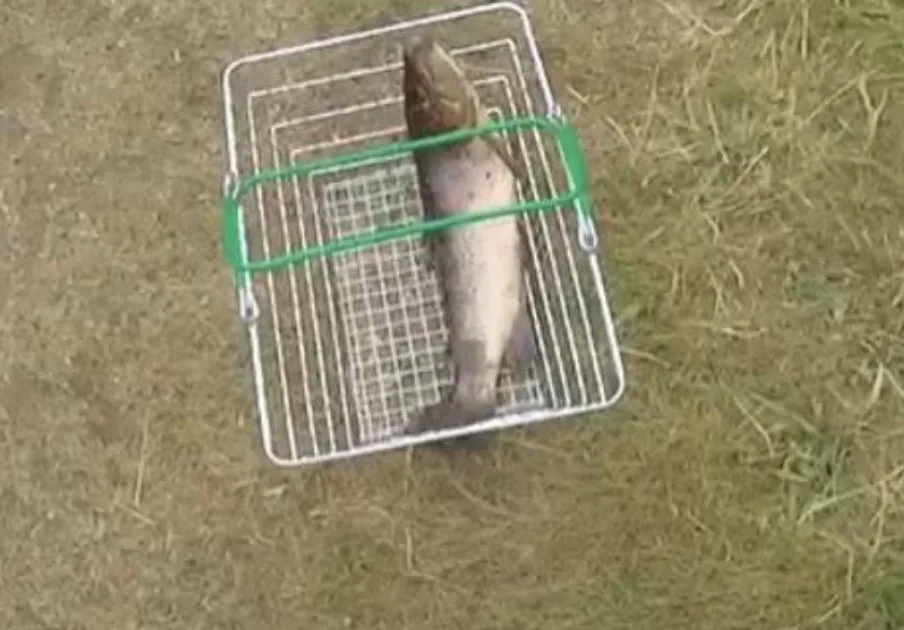 Sunderland Duo Hit with Fines for Illegal Fishing on River Wear
