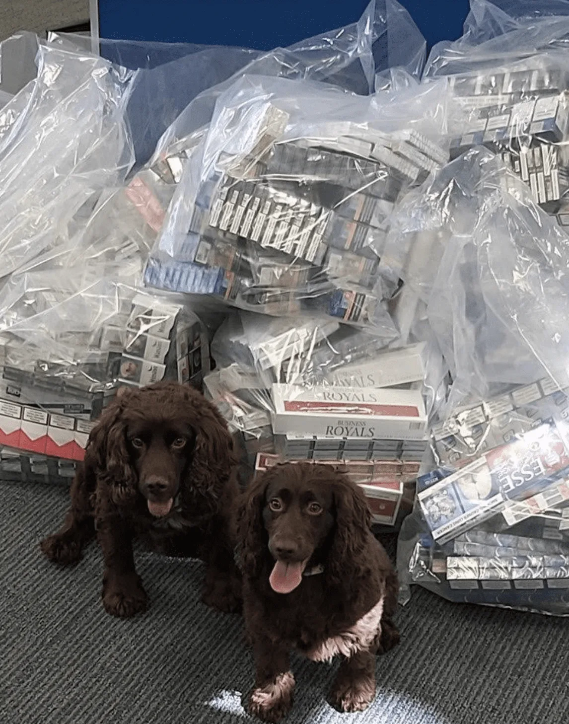 A secret tunnel in a basement and a makeshift chute have been uncovered during a multi-agency operation to tackle the sale of illicit cig