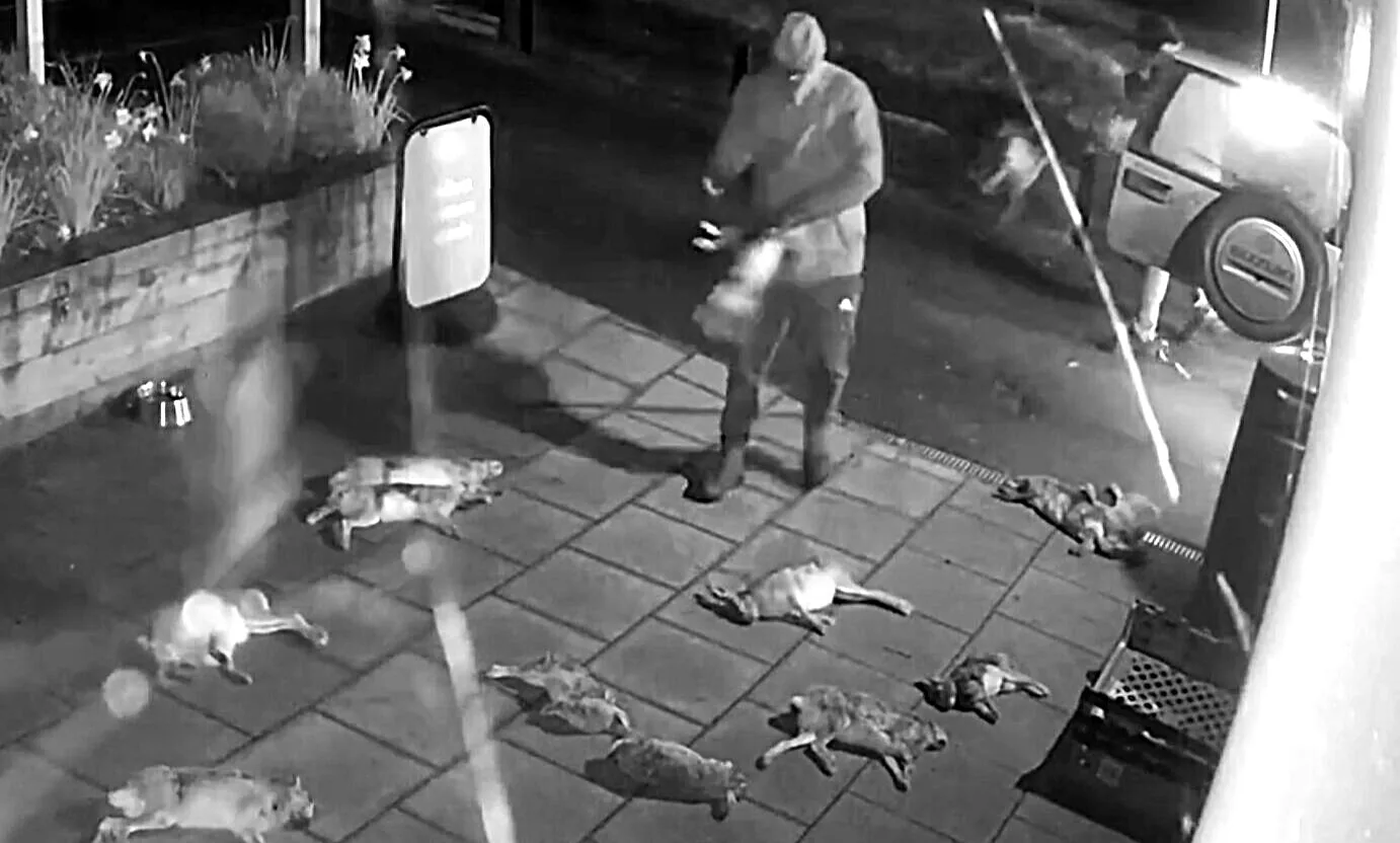 CCTV catches man dumping 50 dead hares outside village shop
