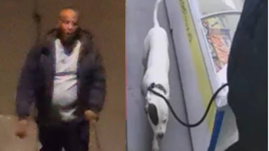 Dog Attack Sparks Injury in Portslade Park