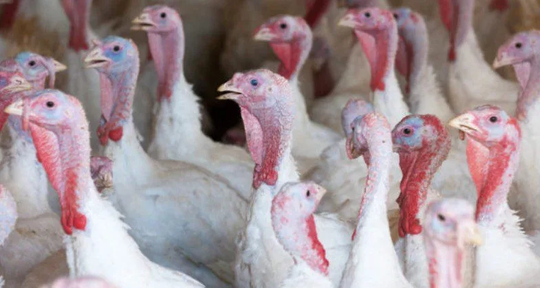 Bird Flu Devastates Lincolnshire Turkey Farm – 80% Dead, Mass Cull Underway