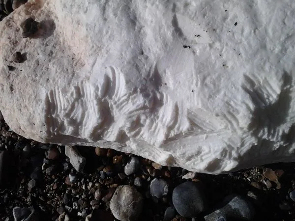 Dog Owners Warned as Deadly Palm Oil Waste Washes Up on South Coast Beaches