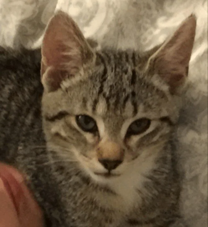 Hampshire Police Kill Beloved Cat Mr Darcy in Hit-and-Run – Owner Demands Answers