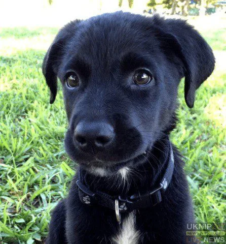 Chaos on A31 as Police Rush Injured Black Lab Cross to Emergency Vets Near Puttenham
