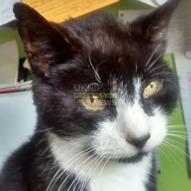 Fareham Police Rescue Starving Cat Stitch After Owner’s Tragic Death – Can You Give Him a Home?