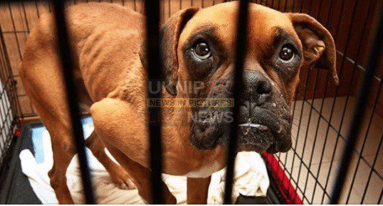 England Introduces Tough Five-Year Sentences for Worst Animal Cruelty Cases