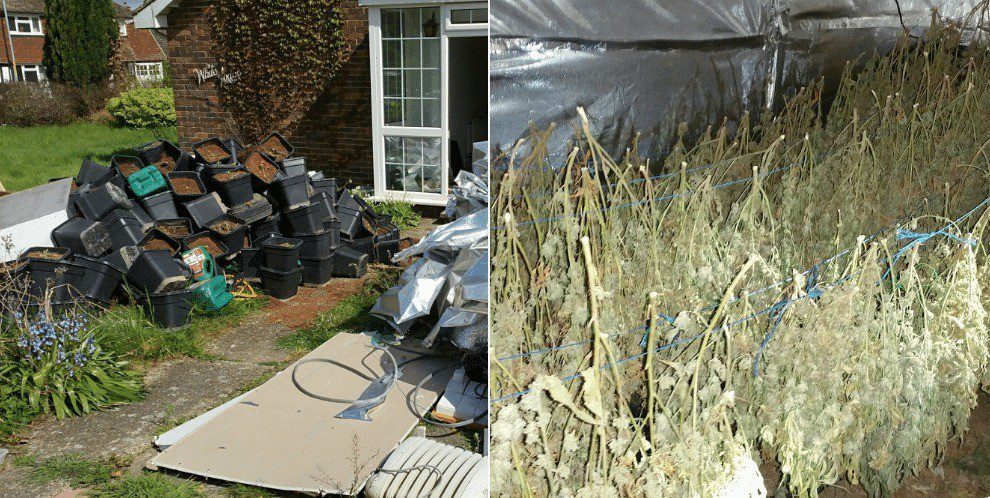 Police Discover Cannabis Factory in Sittingbourne  Home