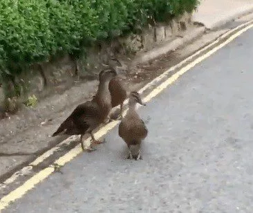 Rush Hour Gridlock in Calbourne as Trio’s Slow Stroll Holds Up Traffic