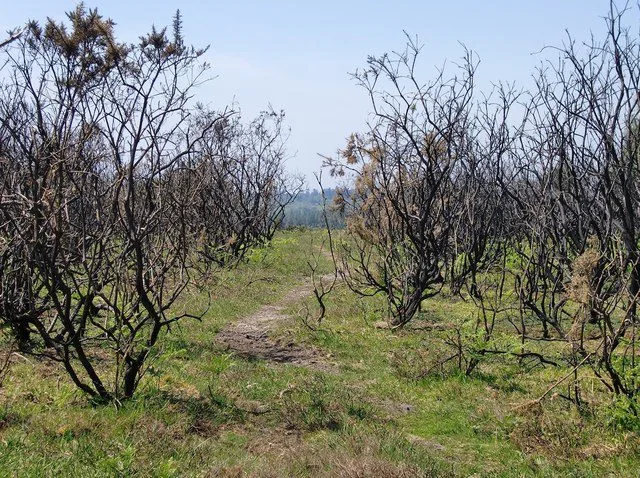 Wildfire Alert: South East Countryside Turns into Tinderbox as Fires Rage and A404 Closes