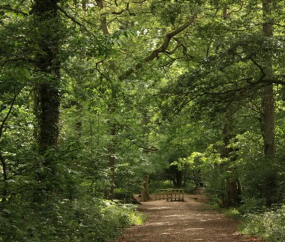 Teen Arrested in Waterlooville Sex Attacks Released on Bail with Area Ban